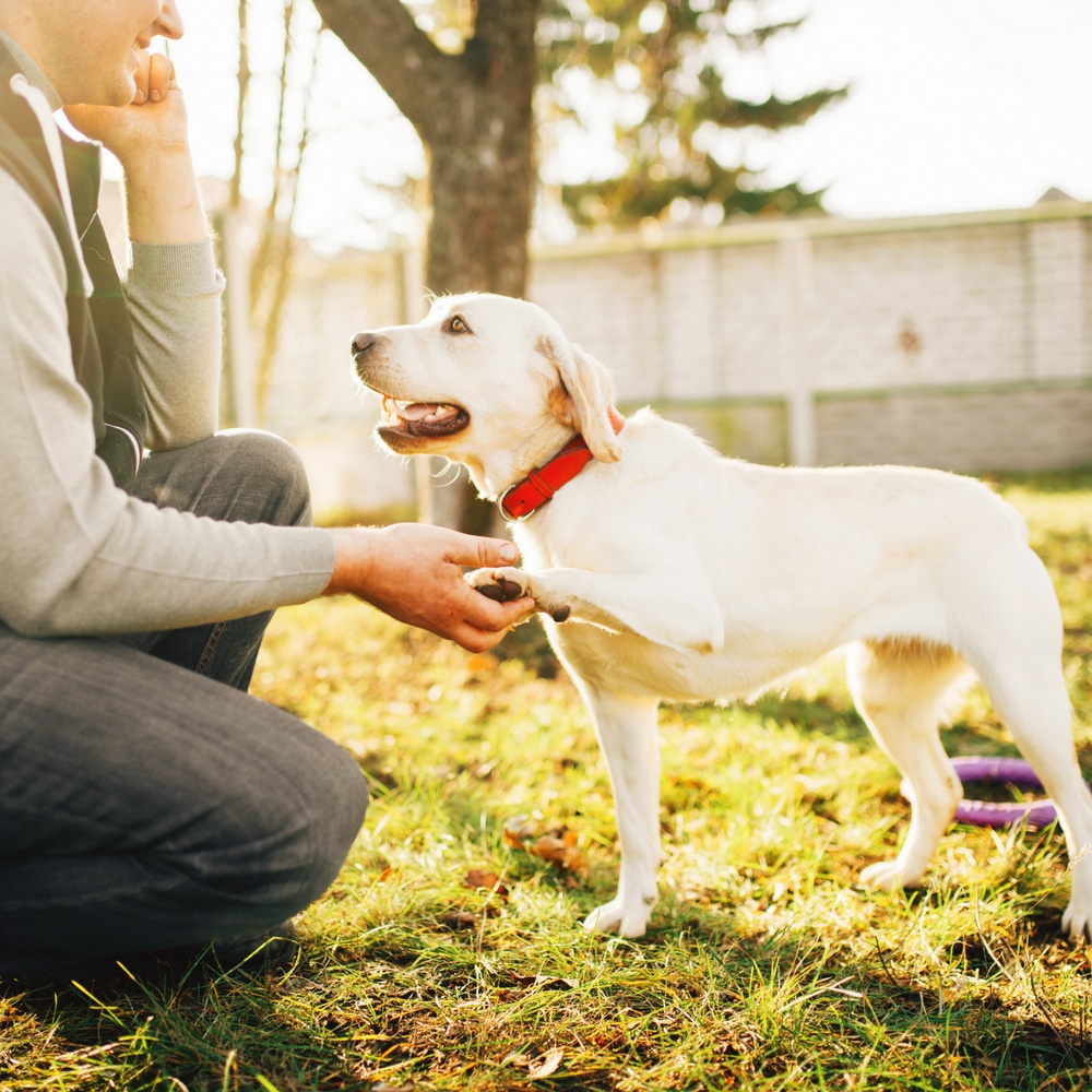 private dog training near me